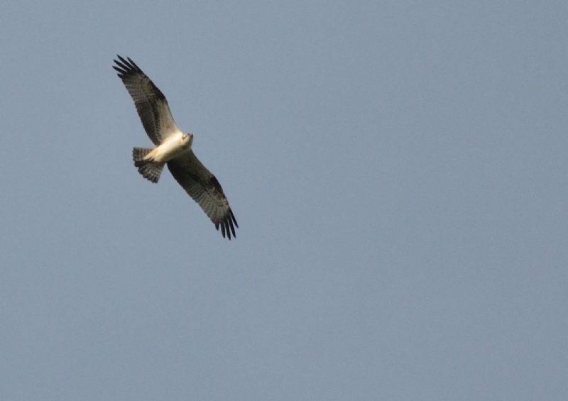 falco pescatore